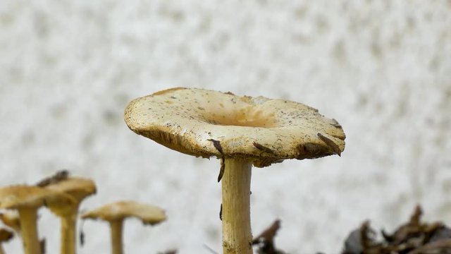 Close up of a mushroom or toadstool in autumn which has become home for a pair of earwigs and a fly. A few smaller mushrooms appear in the background against a white exterior wall