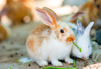 Cute rabbit Eat green vegetables