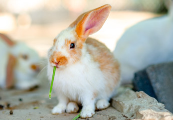 Cute rabbit Eat green vegetables