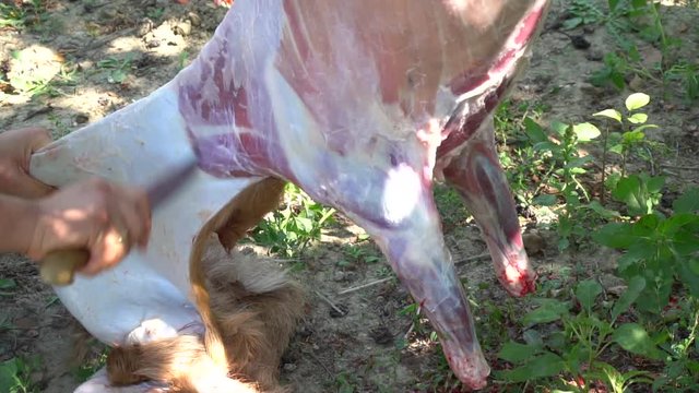 Muslim People Preparing Slaughtering Cows During Eid Al-Adha Al Mubarak,