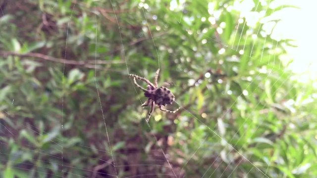 A spider weaving its web