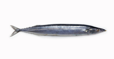 Nice shaped Pacific saury (Cololabis saira / mackerel pike / Sanma ) isolated on white.