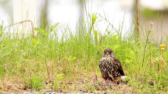 A merlin watch the surronding while it is sitting on its prey.