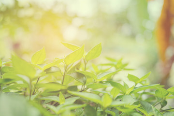 green leaves natural background wallpaper, texture of leaf, leaves with space for text 