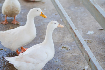white duck, animal