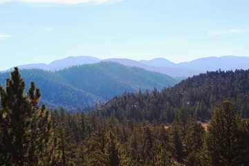 Forest Mountain Landscape