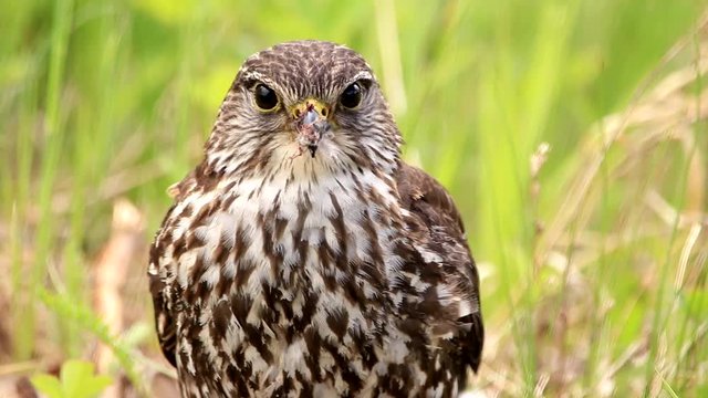 Close up of a merlin resting on a long grass field.