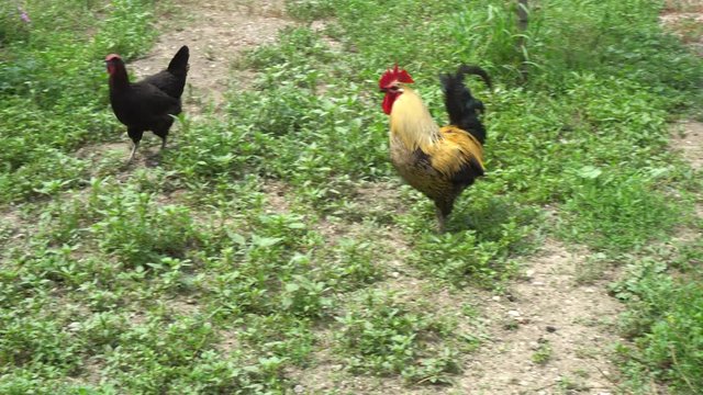 Cock Crowing, Chicken Rooster On A Countryside Road, Outside The Farm, Cockerel