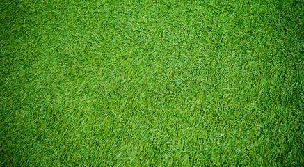 grass field background, green grass, green background