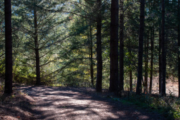 Forest road