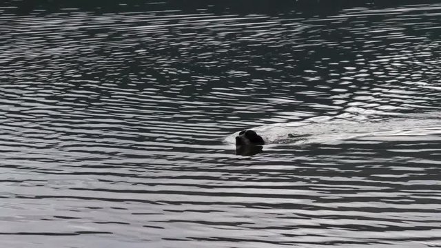 A Dalmatian dog swimming in a lake and coming out in the ground in lake Doxa in Greece