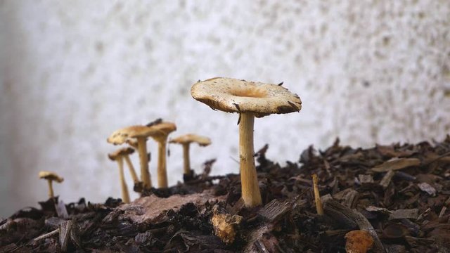 Wide shot of a group of toadstools or mushrooms on the top of a chipped wood heap. Flies and an earwig inspect the largest fungi.