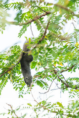 Thai common squirrel on a Vegetable hummingbird tree looking for food