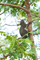 Thai common squirrel on a Vegetable hummingbird tree looking for food