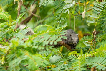 Thai common squirrel on a Vegetable hummingbird tree looking for food