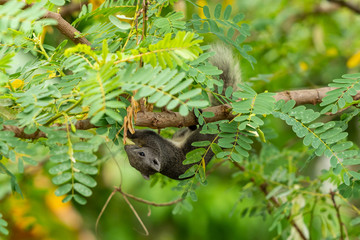 Thai common squirrel gnawing the Vegetable hummingbird flower