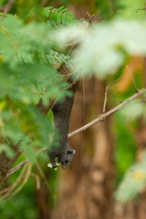 Thai common squirrel gnawing the Vegetable hummingbird flower
