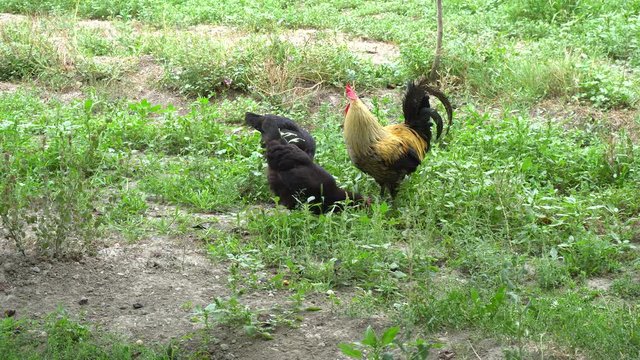 Cock Crowing, Chicken Rooster On A Countryside Road, Outside The Farm, Cockerel