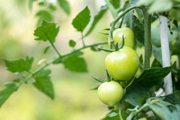 Green tomatoes on the branch in green house nursery with the vine and leaves in background. 