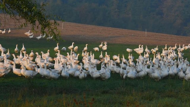 A group of geese standing together at geese farm in Germany.