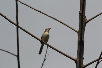 bird on a branch frame