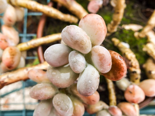 bunch of grapes, digital photo picture as a background