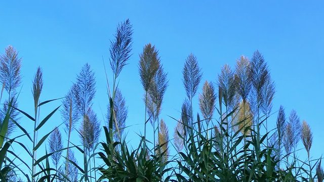 Some pretty giant reeds moving in the breeze