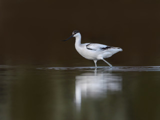 Pied Avocet with Reflection Foraging on the Pond in Early Morning