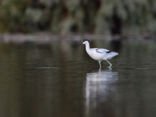 Pied Avocet with Reflection Foraging on the Pond in Early Morning