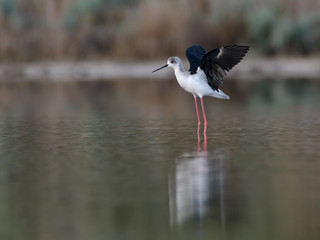 Obraz premium Black-winged Stilt with Open Wings and Reflection Foraging on the Pond in Early Morning