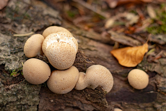 Bovist in Wald