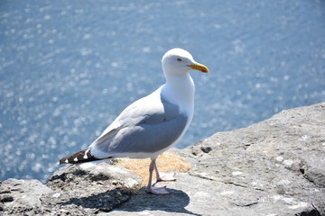 Seagull along the Atlantic Ocean, Dingle Peninsula, Ireland