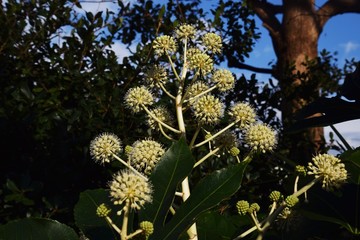 Japanese fatsia flowers and fruits