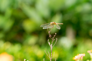 colorful dragonfly beautifully perch on the bamboo twig in the garden