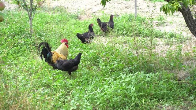 Cock Crowing, Chicken Rooster On A Countryside Road, Outside The Farm, Cockerel