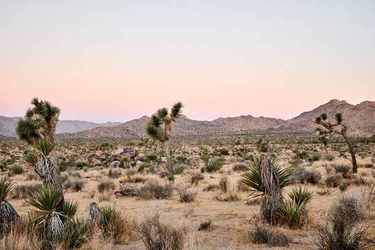 Joshua Trees at sunrise in the desert