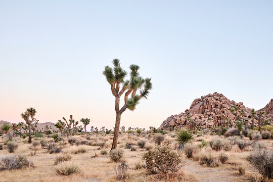 A desert landscape at sunrise © Ren Fuller