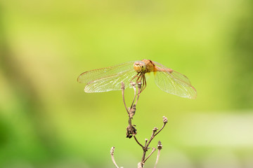 colorful dragonfly beautifully perch on the bamboo twig in the garden