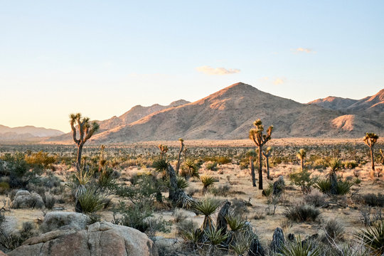 Desert Landscape at sunrise