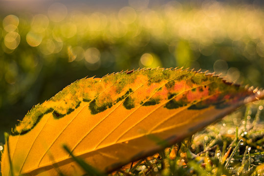 orange fall leaf on the grassy ground back lit by the sun surround by water dew