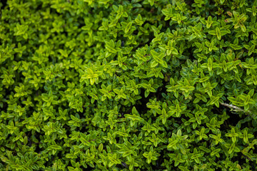 tiny green leaves background