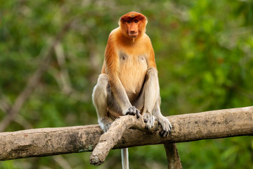 Portrait of a wild Proboscis Monkey in the rainforest of Borneo