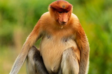 Portrait of a wild Proboscis Monkey in the rainforest of Borneo