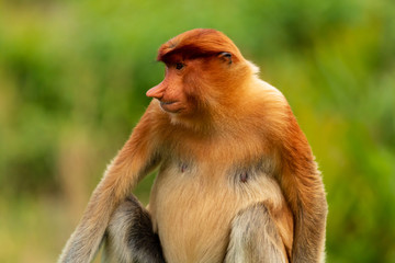 Portrait of a wild Proboscis Monkey in the rainforest of Borneo