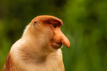 Portrait of a wild Proboscis Monkey in the rainforest of Borneo