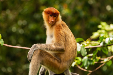 Portrait of a wild Proboscis Monkey in the rainforest of Borneo