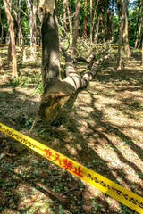 台風被害の倒木