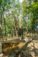 台風被害の倒木