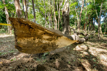 台風被害の倒木