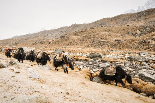 Yaks on their way down Everest mountain